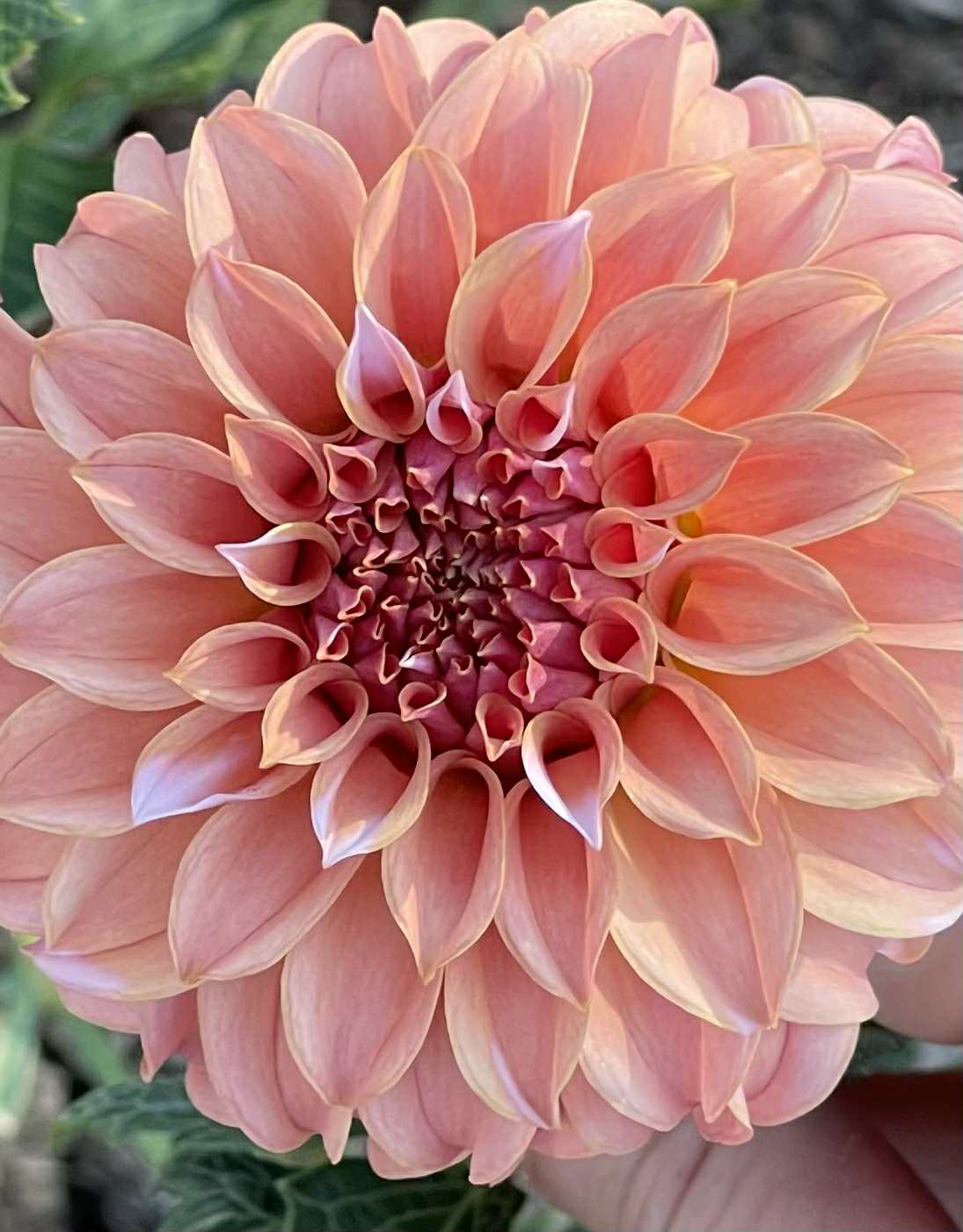 RM Whirligig Dahlia