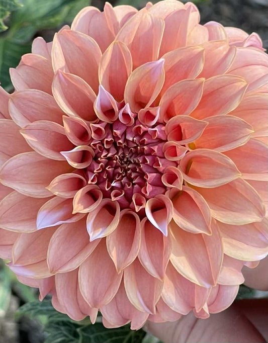 RM Whirligig Dahlia