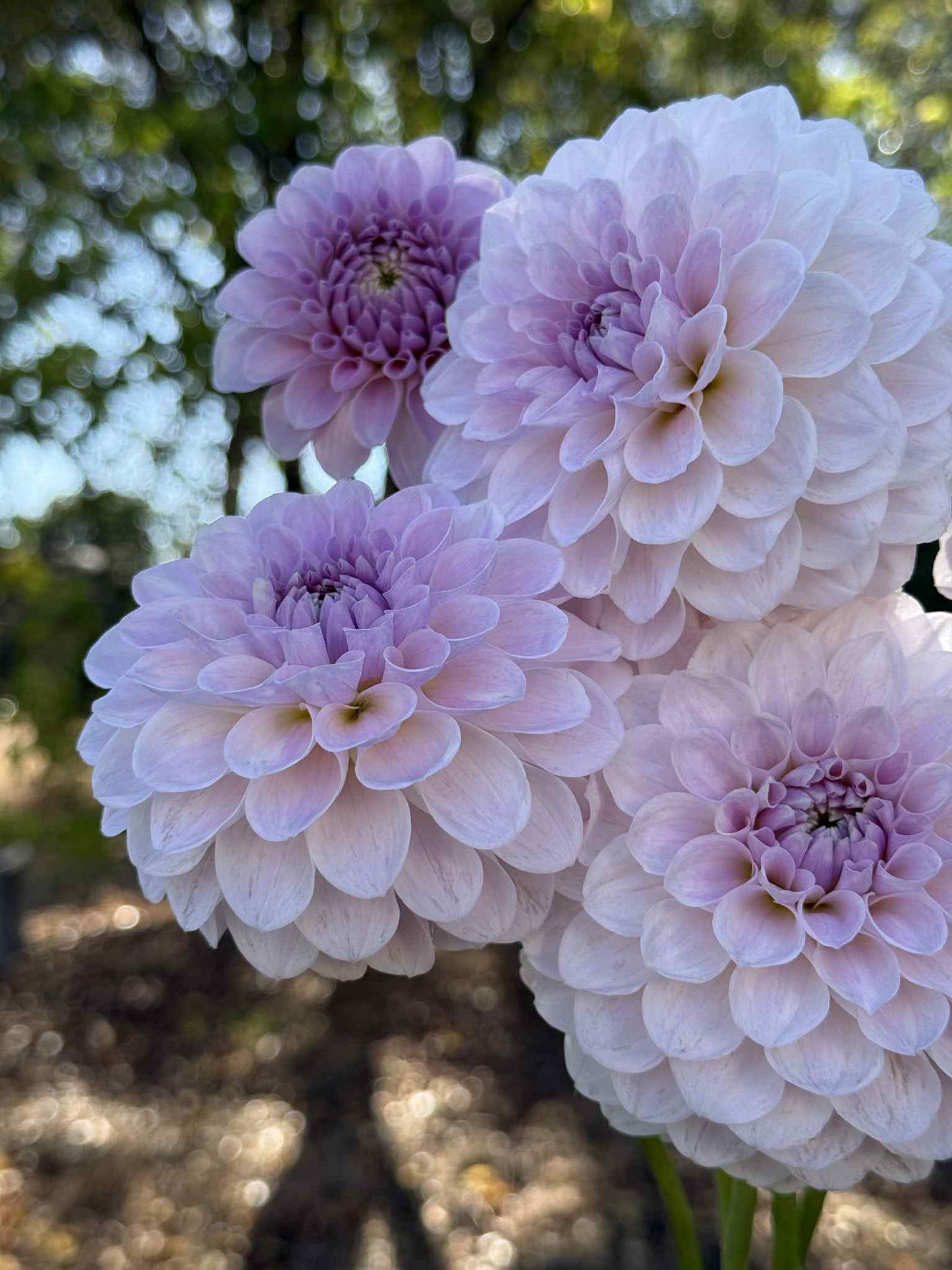 RM Hannah Joe Dahlia