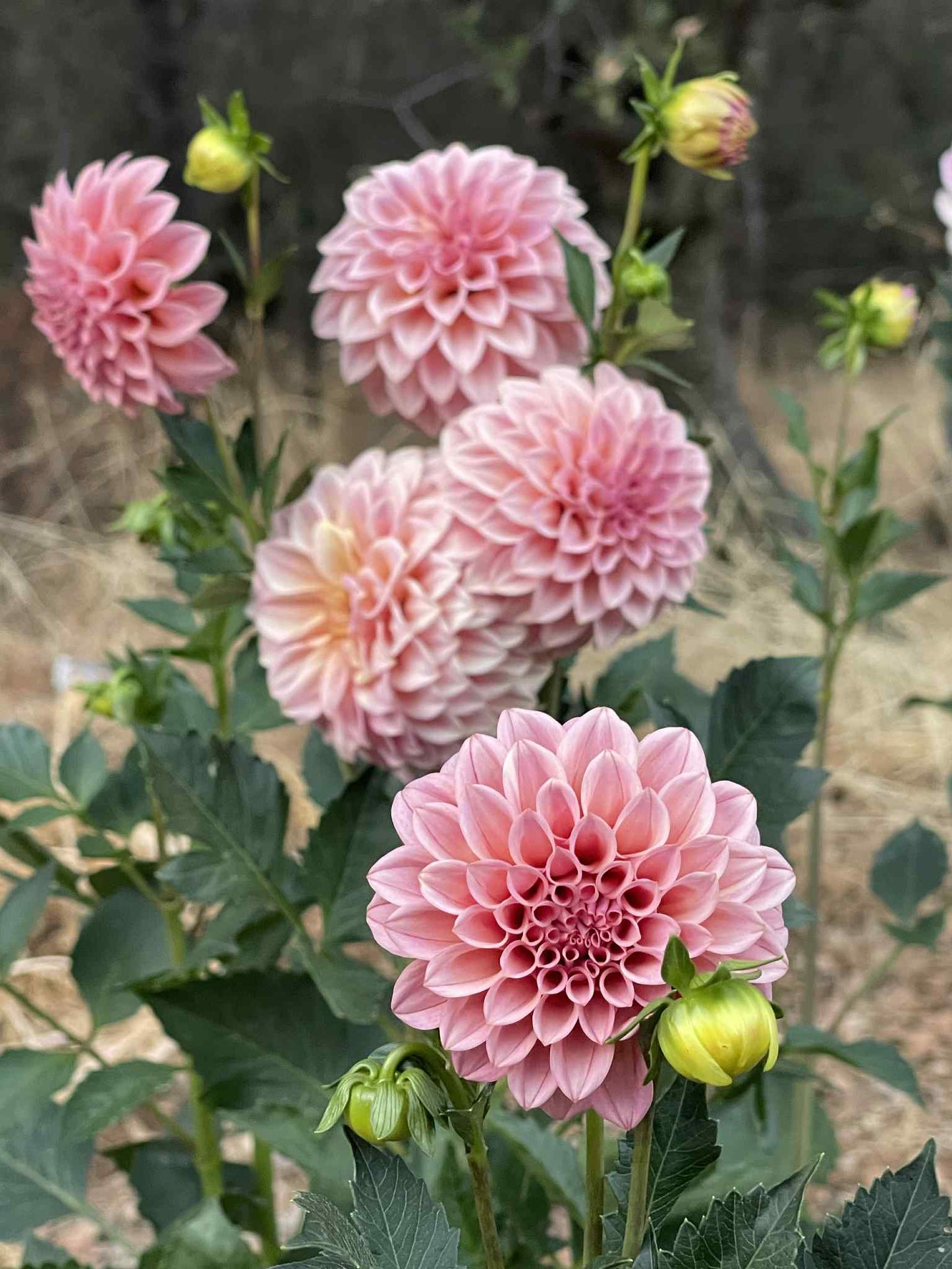 Rock Run Ashley Dahlia