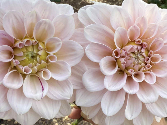 Sweet Nathalie Dahlia