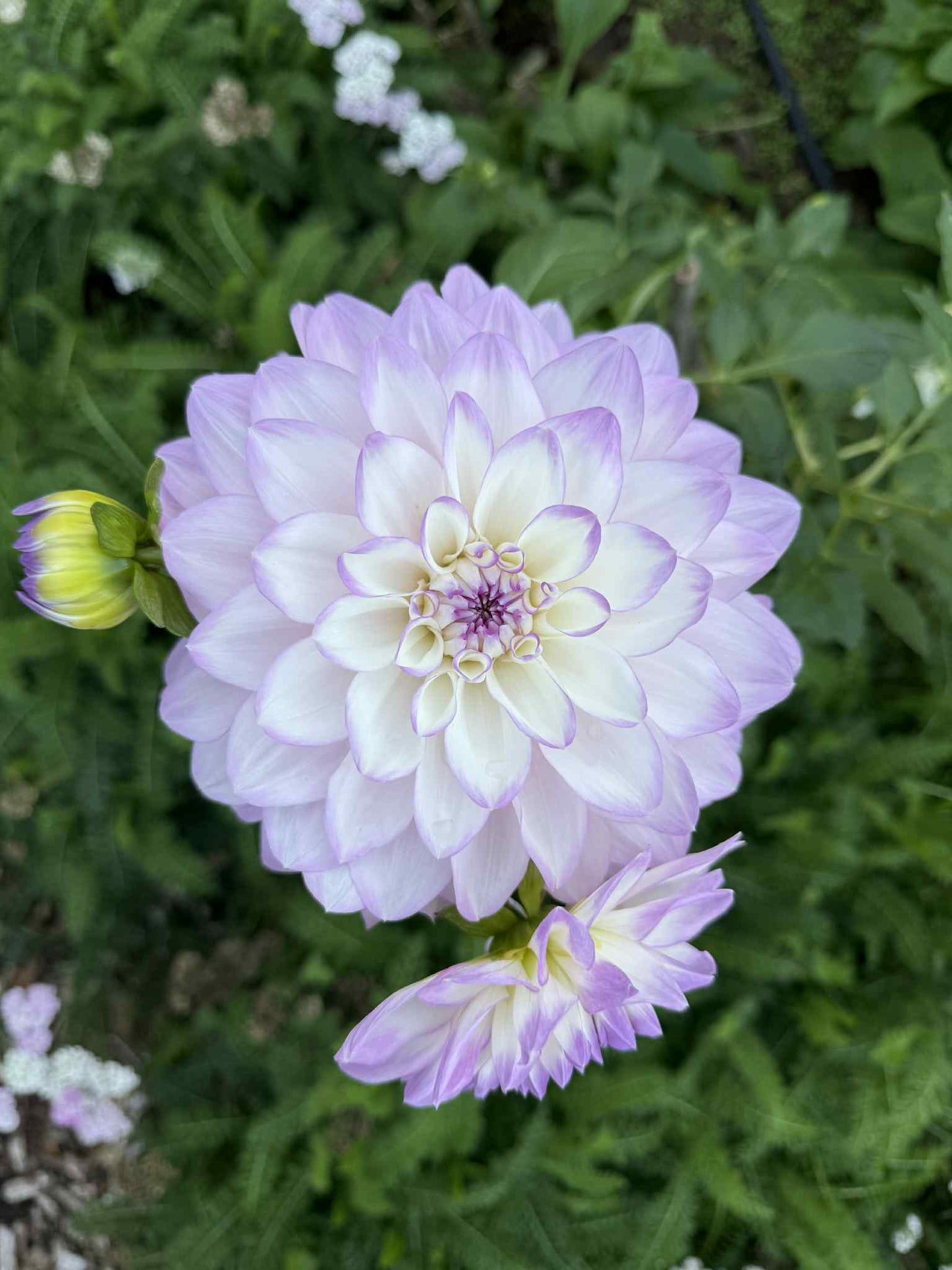 Mikayla Miranda Dahlia