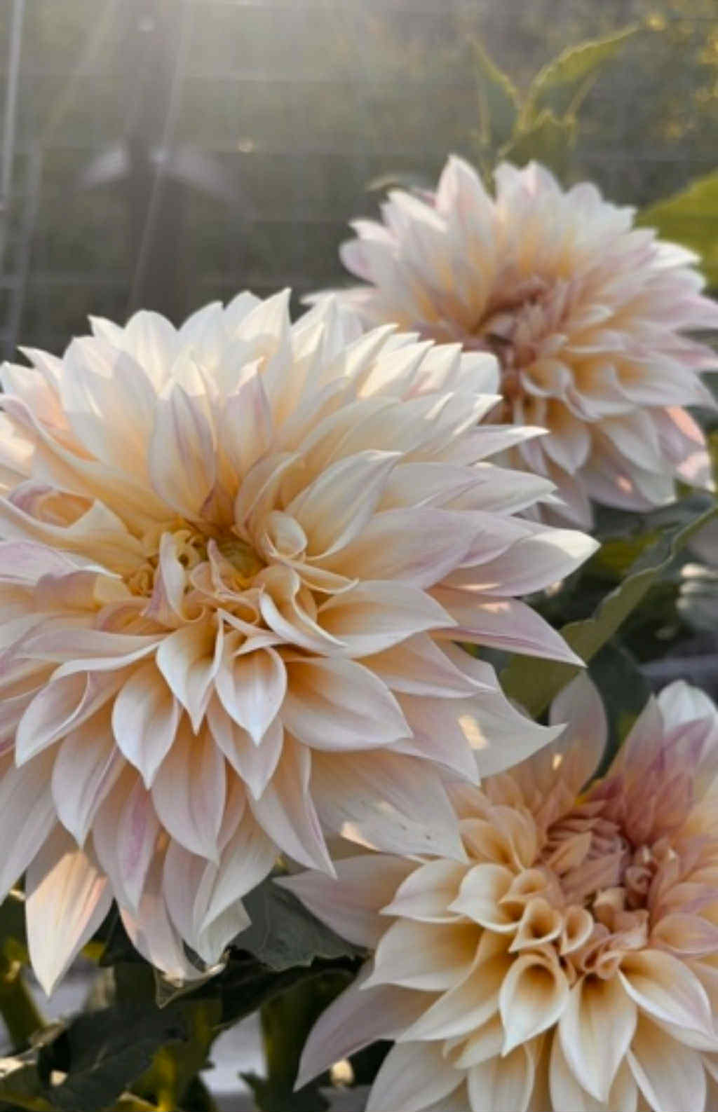 Café au Lait Dahlia