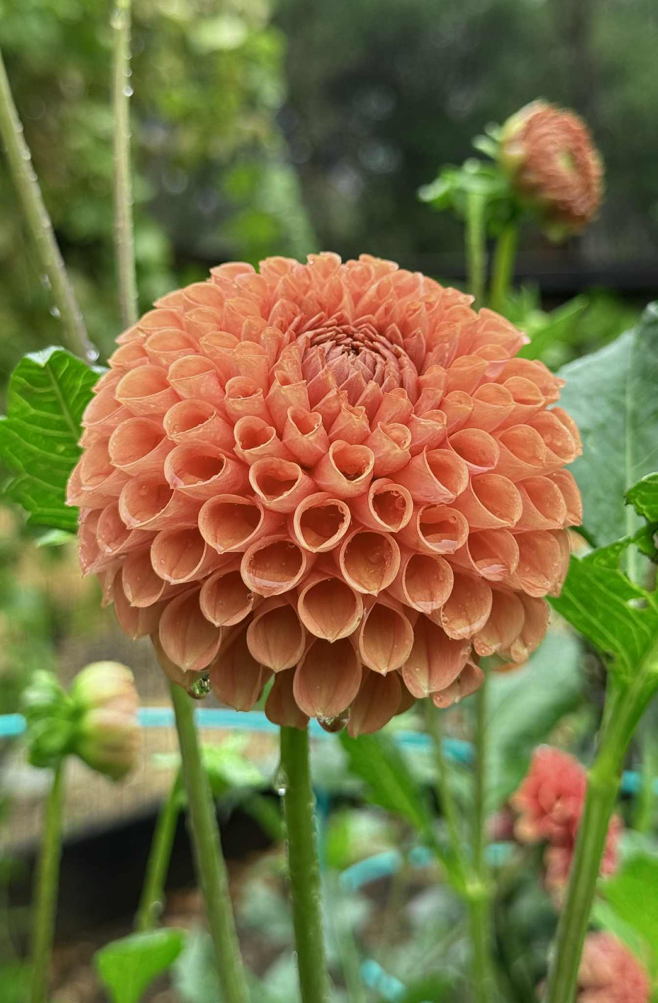 Cornel Bronze Dahlia