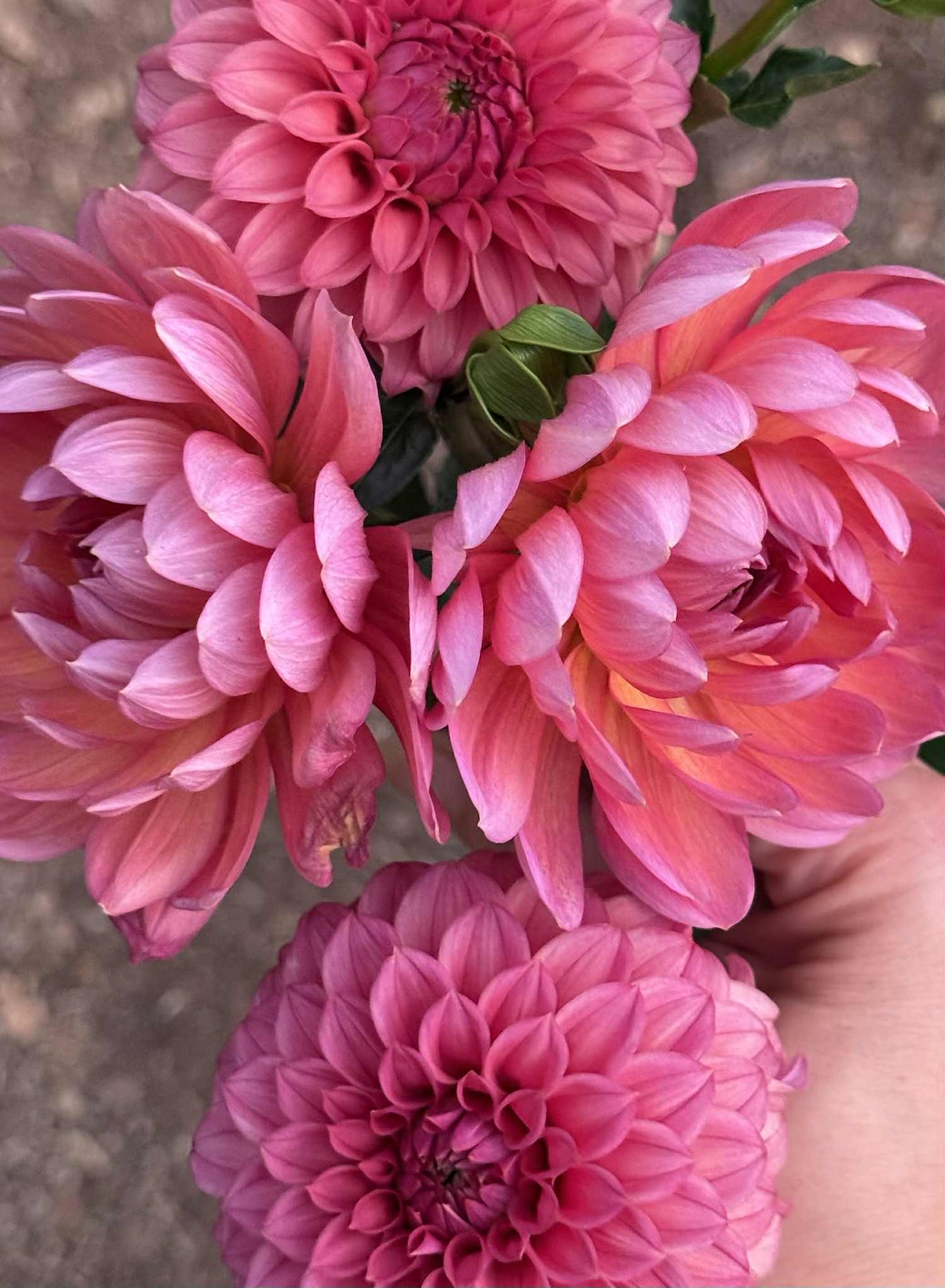 KA Keltie Rose Dahlia