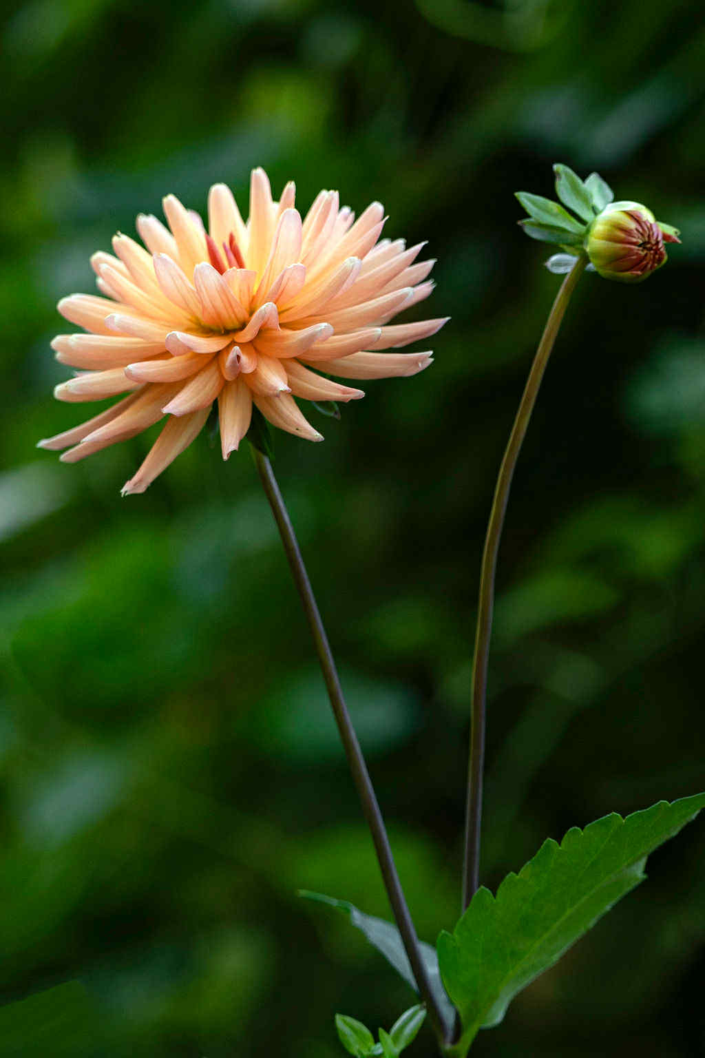 Lakeview Peach Fuzz Dahlia