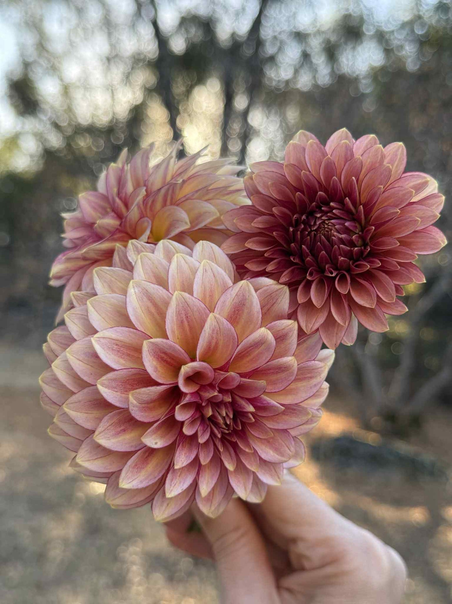 RM Raspberry Twinkle Dahlia