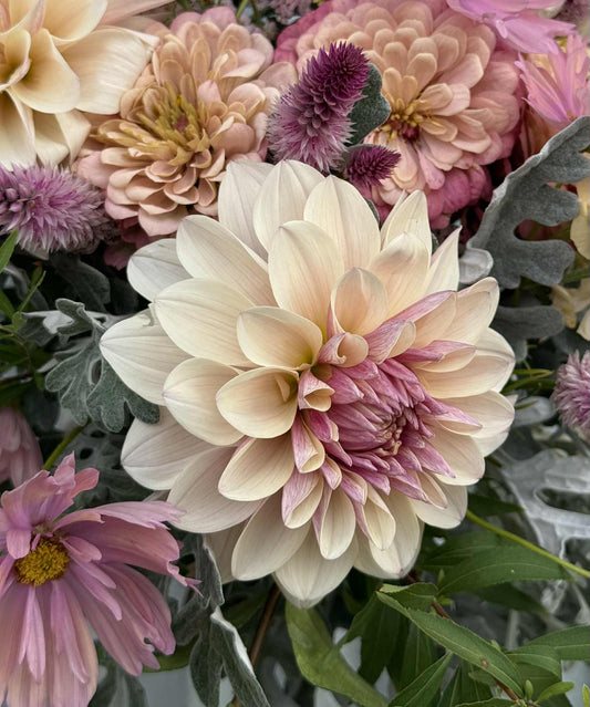 KA Penny Lane Dahlia