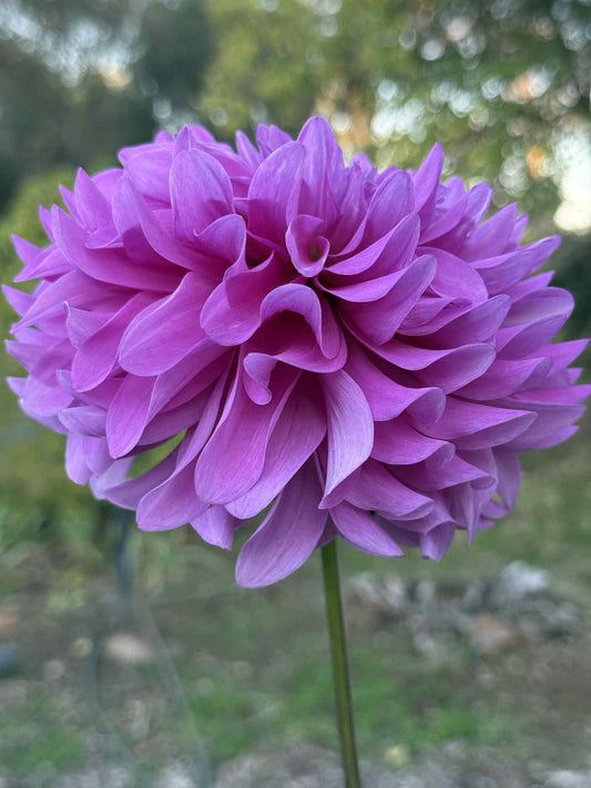 Bluetiful Dahlia
