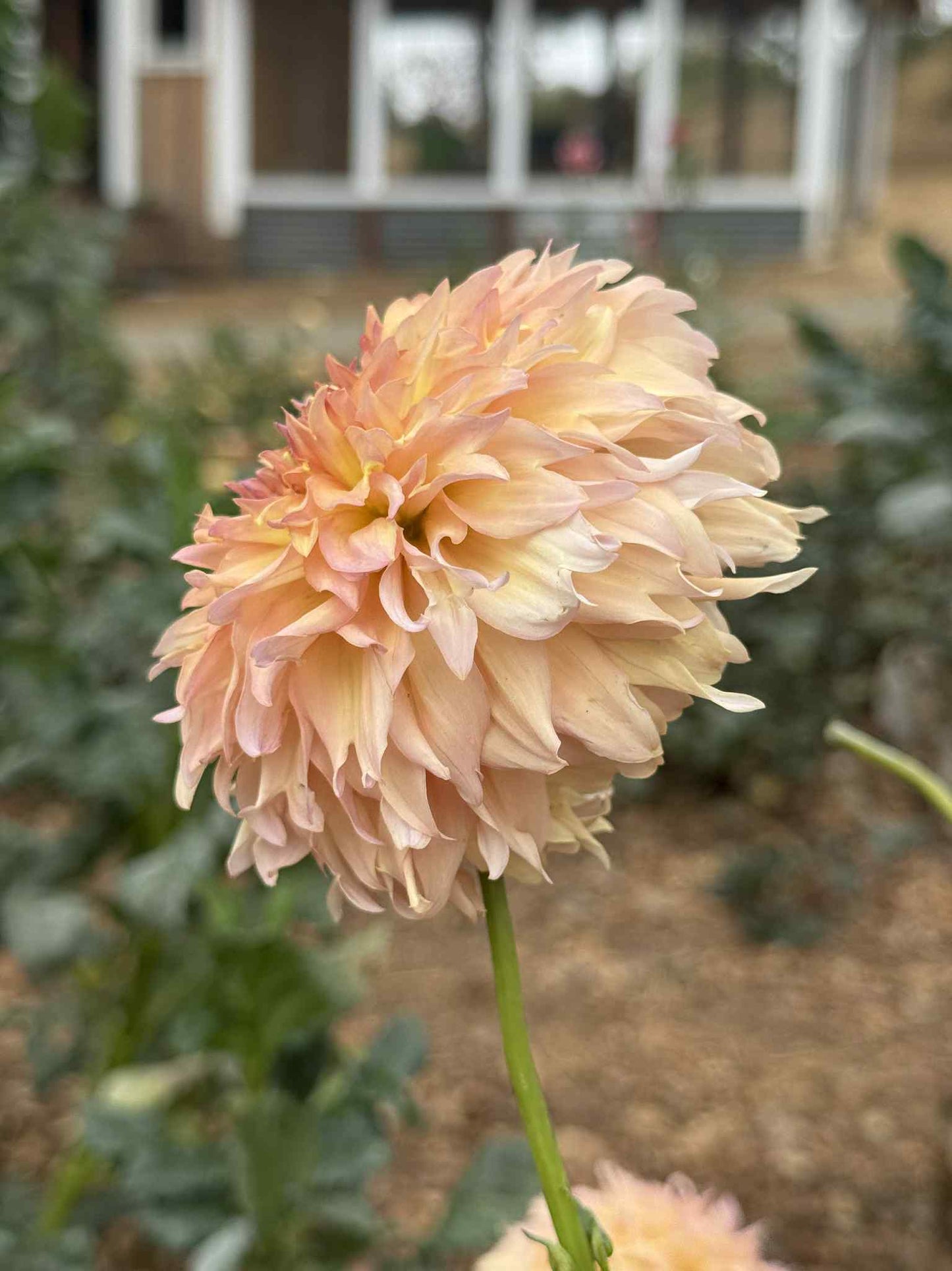 Lee's Fluffy Buffy Dahlia