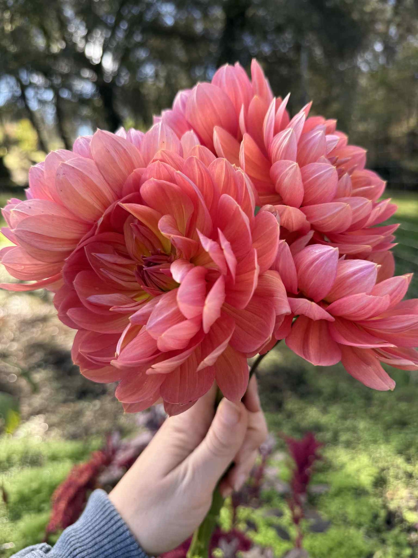 Hollyhill Daydream Dahlia