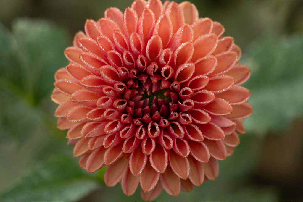 KA’s Keltie Cherry Cherry Dahlia