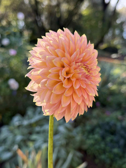 BQ Mojo Dahlia