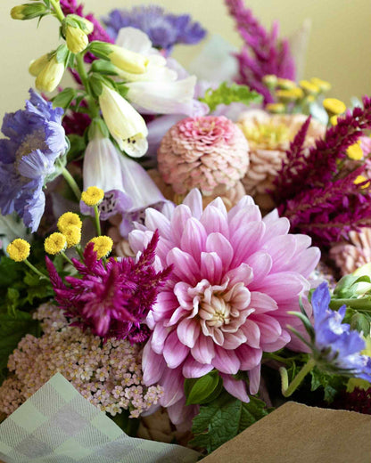 Hollyhill Pink Parfait Dahlia