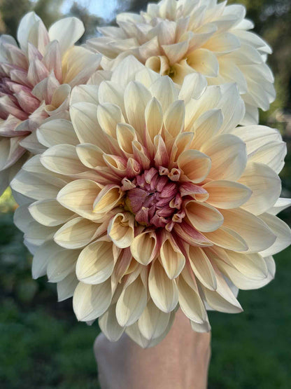 KA Penny Lane Dahlia