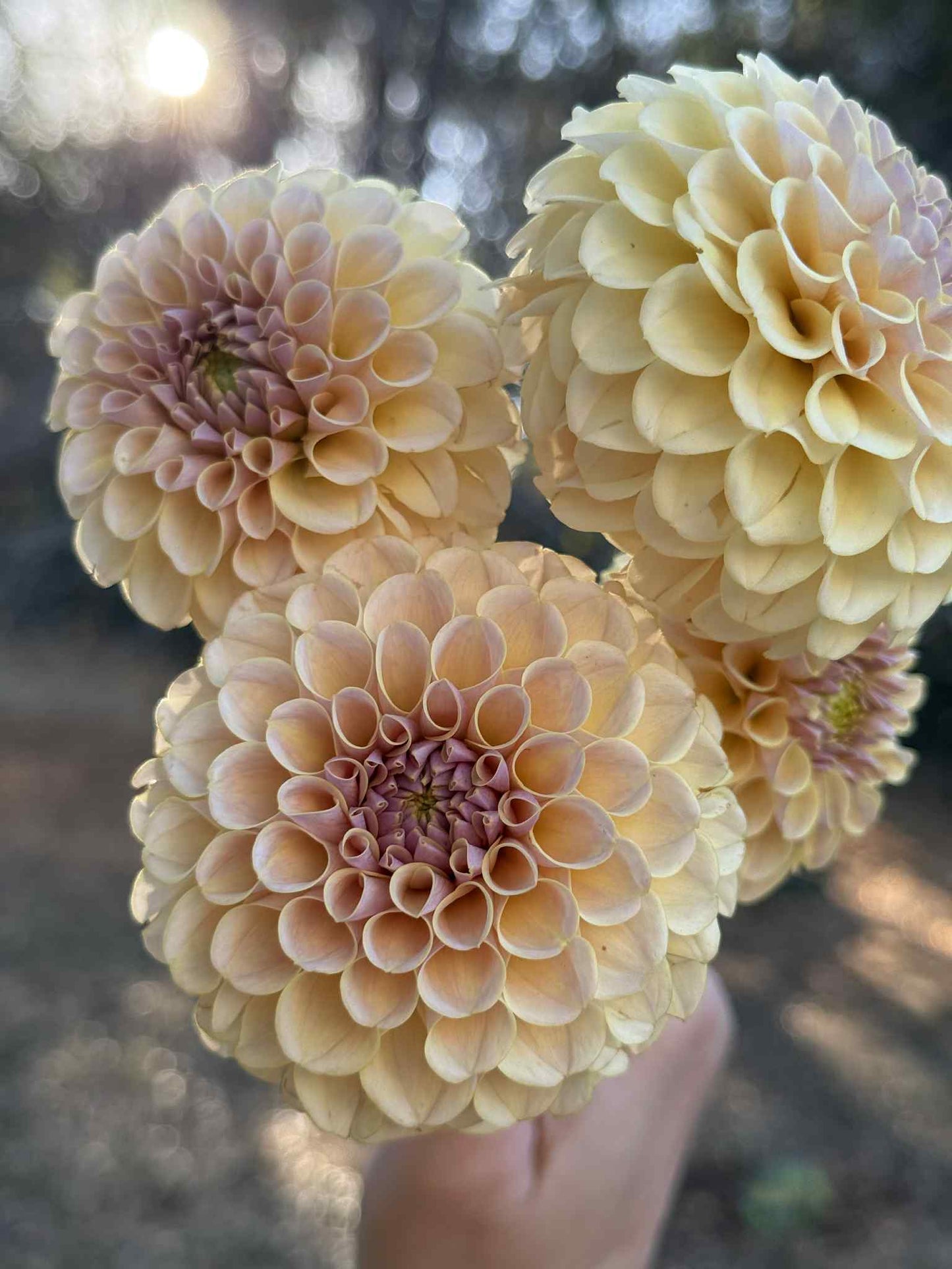 KA Cinder Rose Dahlia