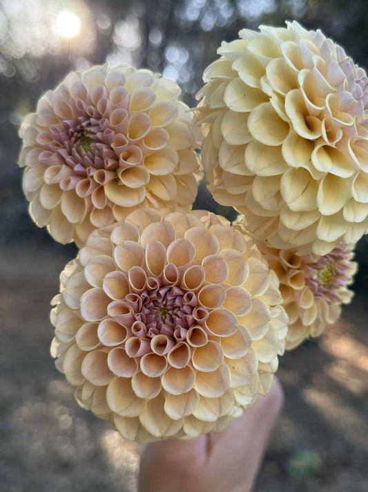 KA Cinder Rose Dahlia