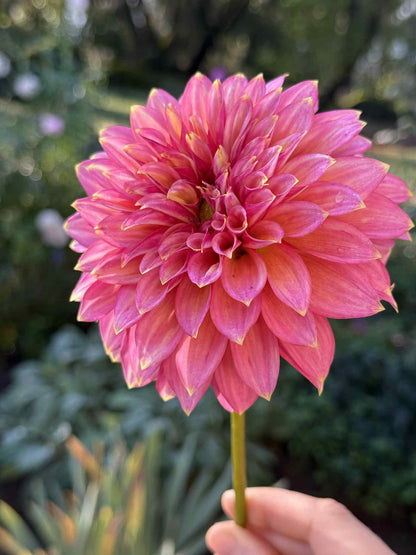 Askwith Minnie Dahlia