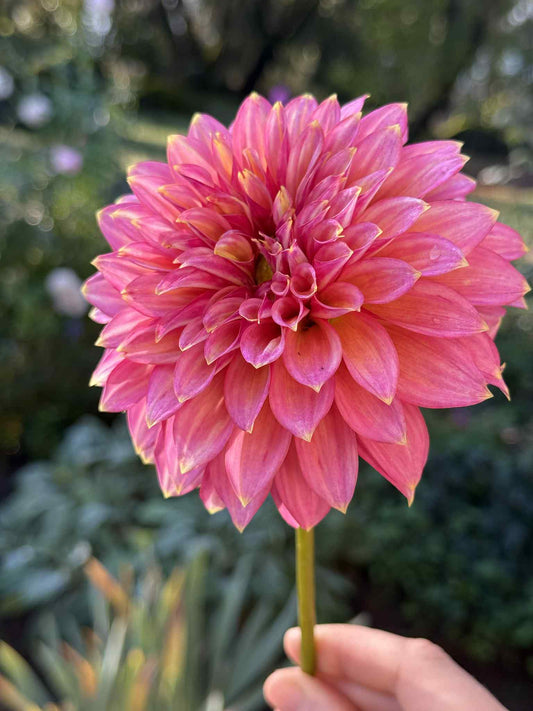 Askwith Minnie Dahlia