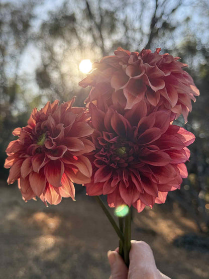 Bloomquist York Dahlia