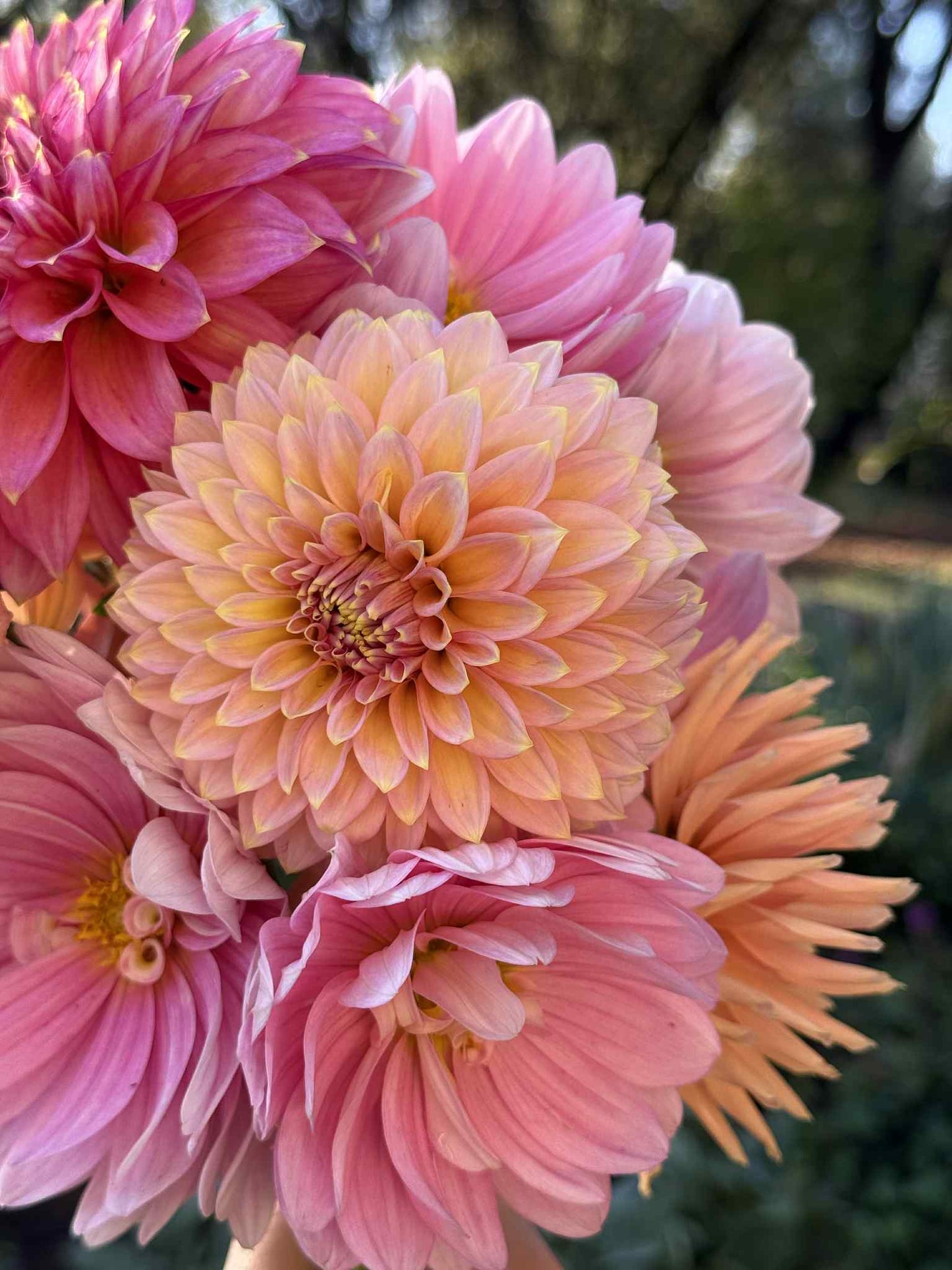 BQ Mojo Dahlia