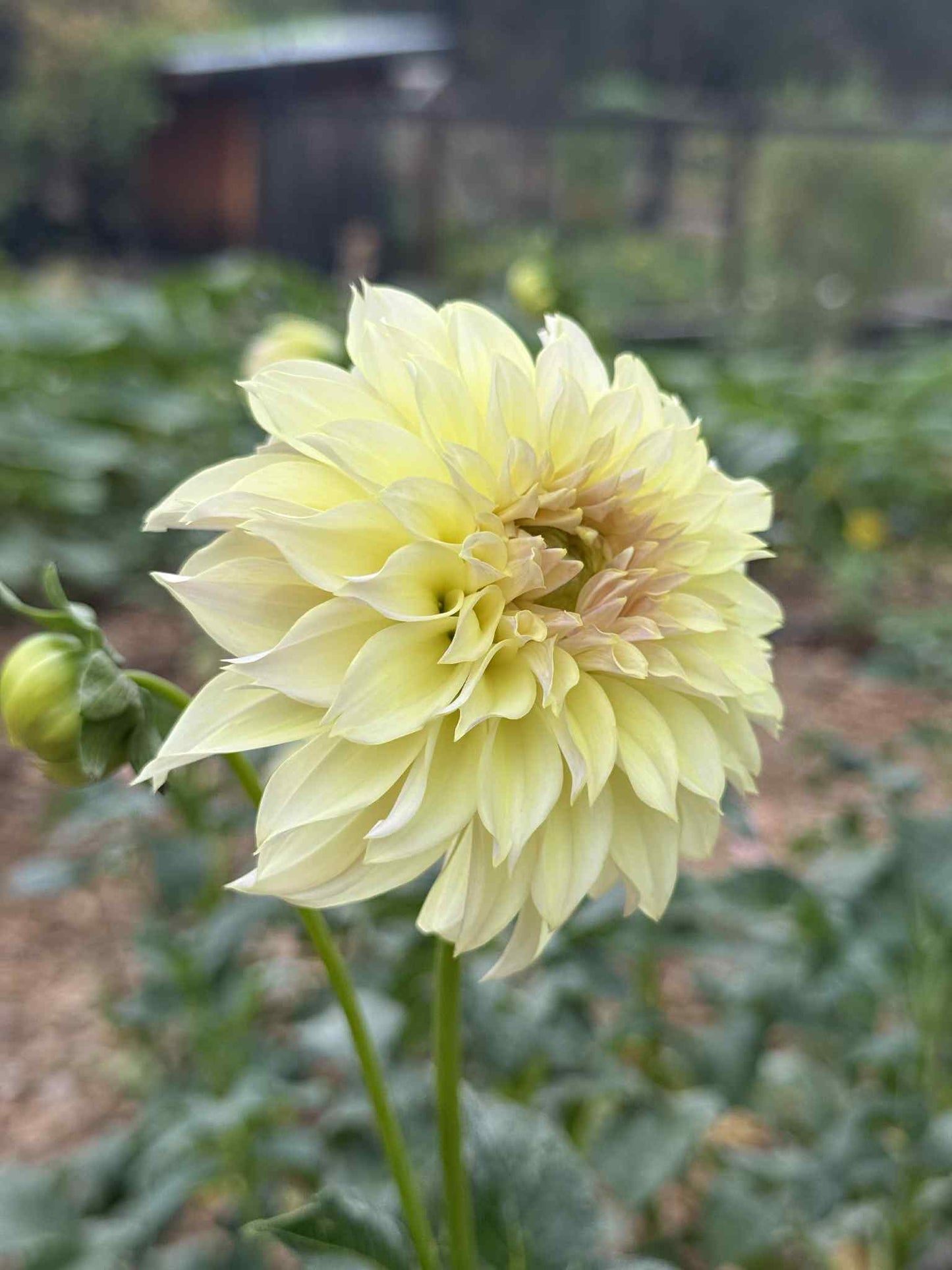 KA’s Champagne Dahlia