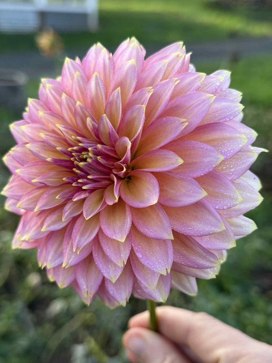 BQ Mojo Dahlia