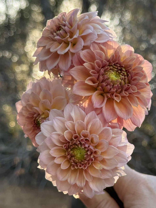 Rock Run Ashley Dahlia