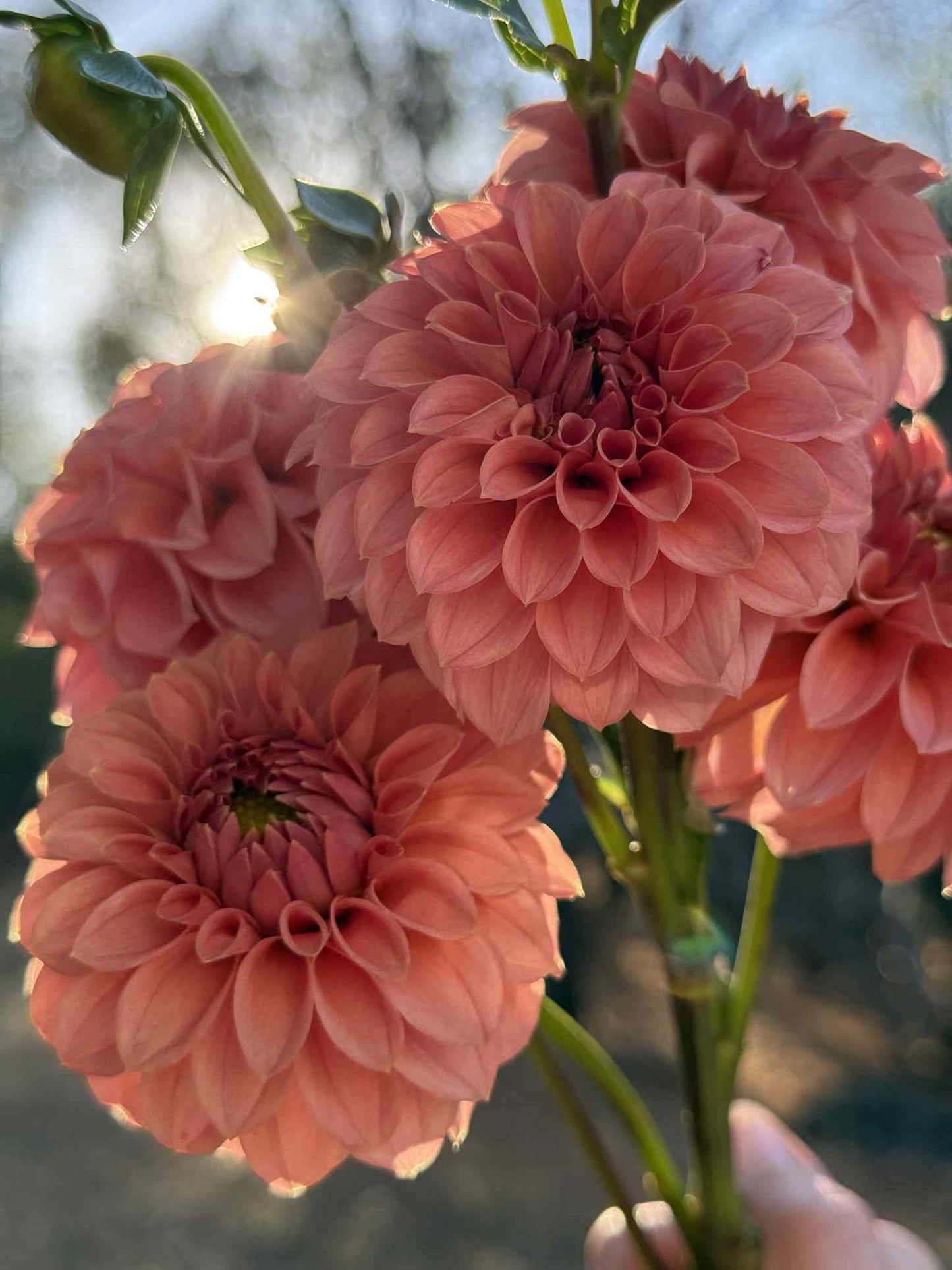 KA Keltie Rose Dahlia