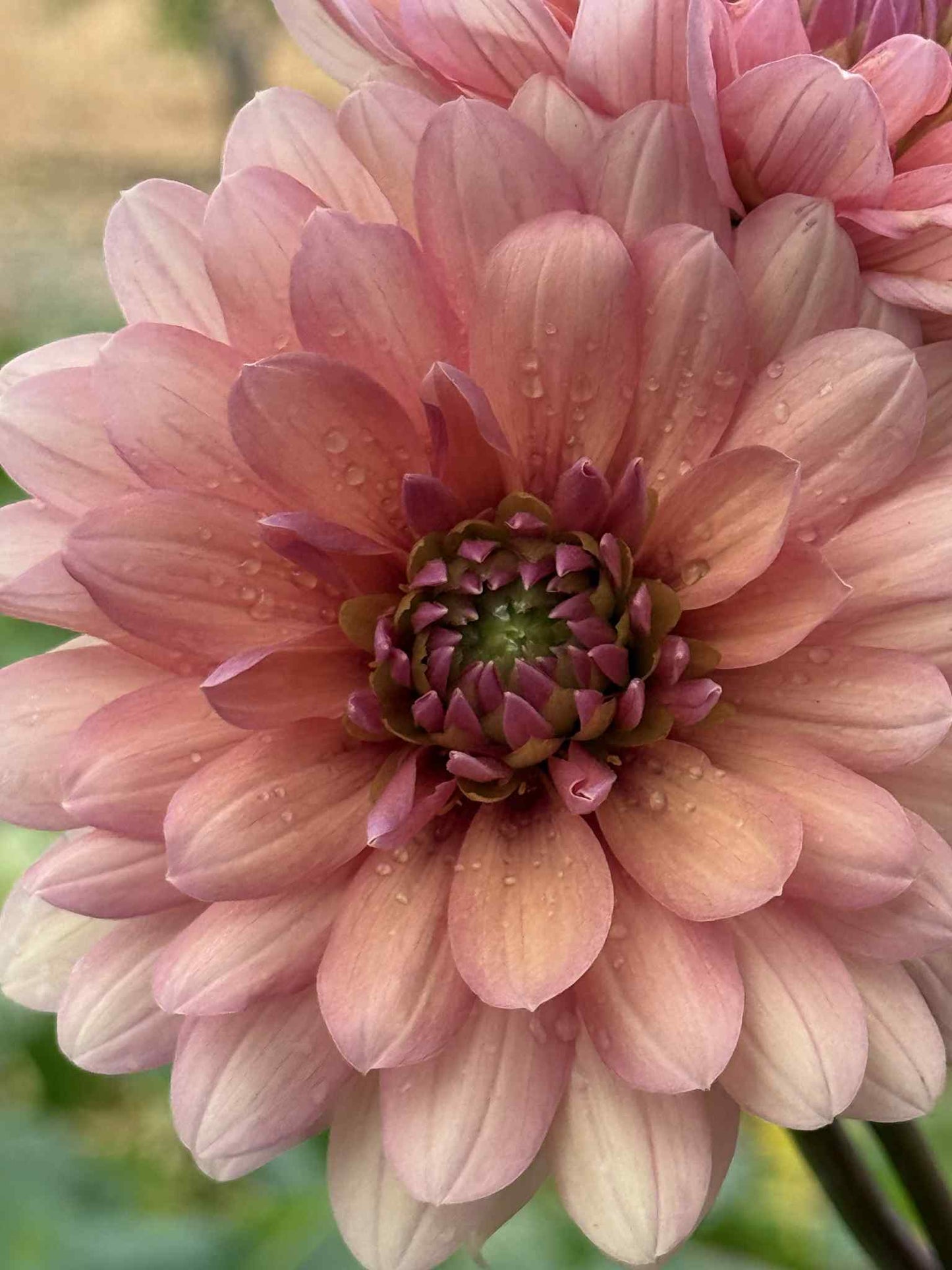 Chateau De La Bourdaisiere Dahlia