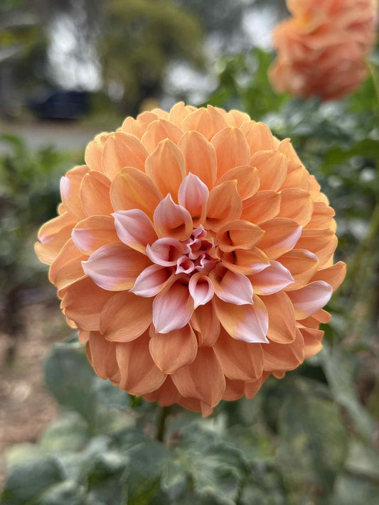 Peaches N Cream Dahlia