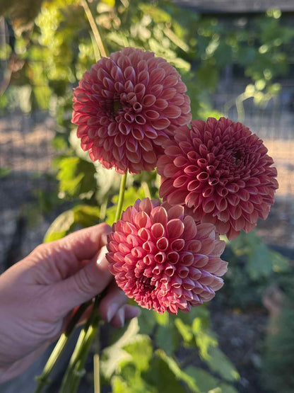 Copper Boy Dahlia