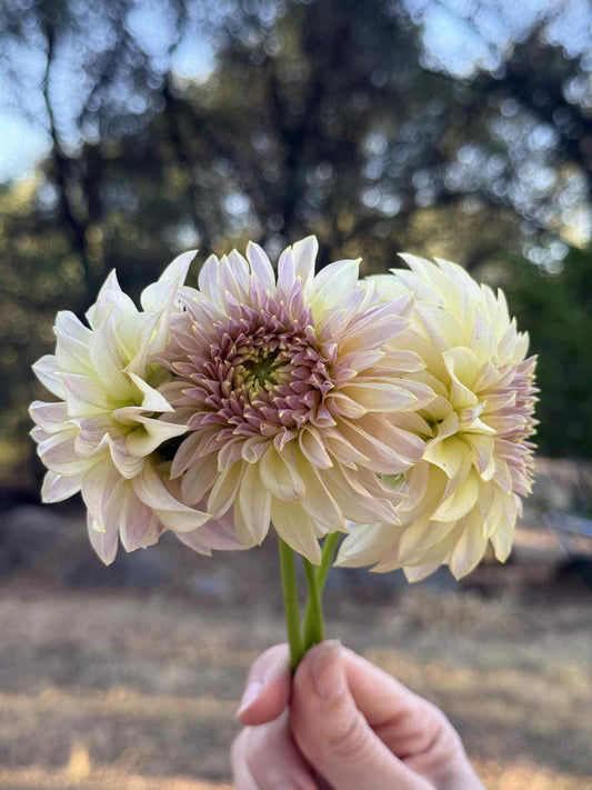 KA’s Champagne Dahlia