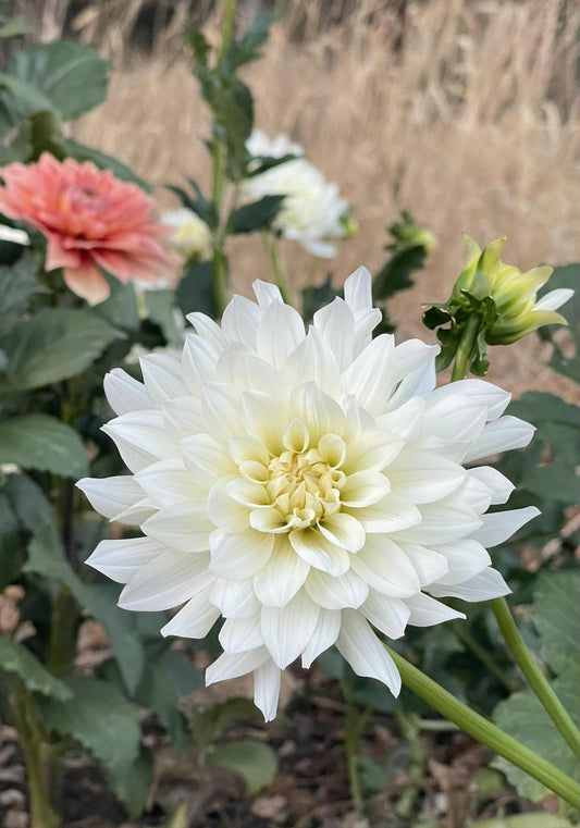 Snowflake Dahlia