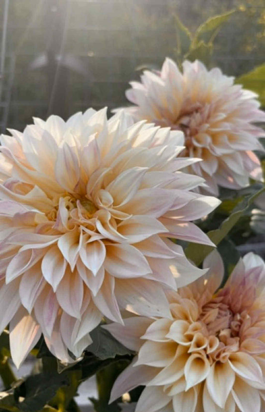 Café au Lait Dahlia