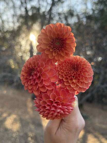 Valley Rust Bucket Dahlia