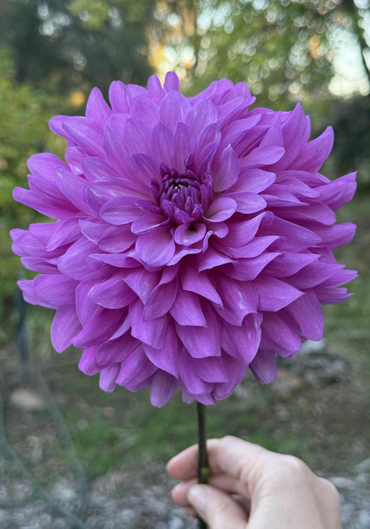 Bluetiful Dahlia
