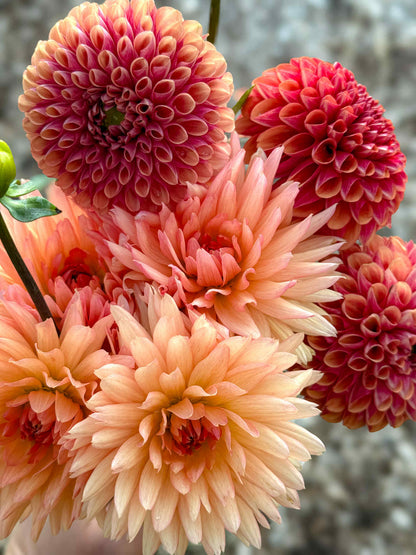 Lakeview Peach Fuzz Dahlia