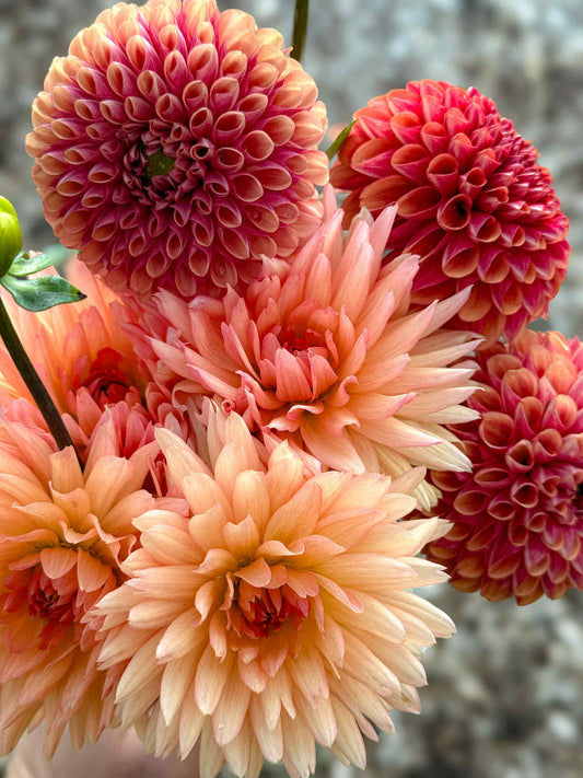 Lakeview Peach Fuzz Dahlia