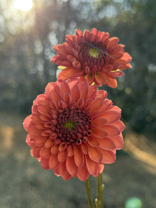 KA Keltie Cherry Dahlia