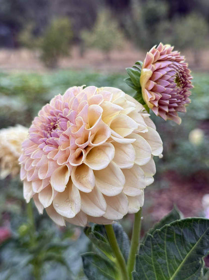 KA Cinder Rose Dahlia