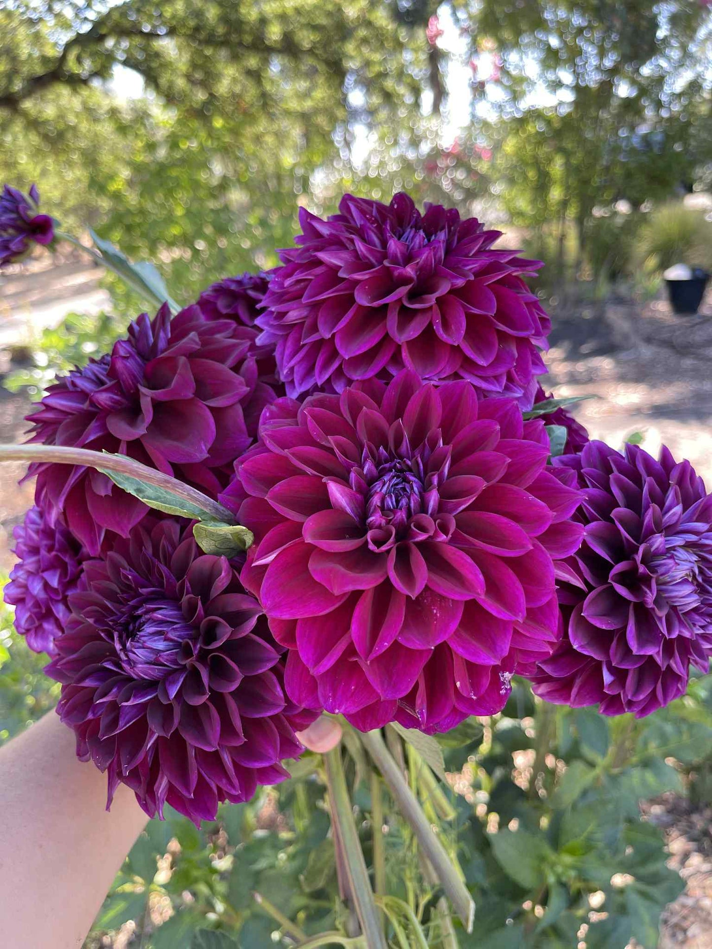 Diva Dahlia