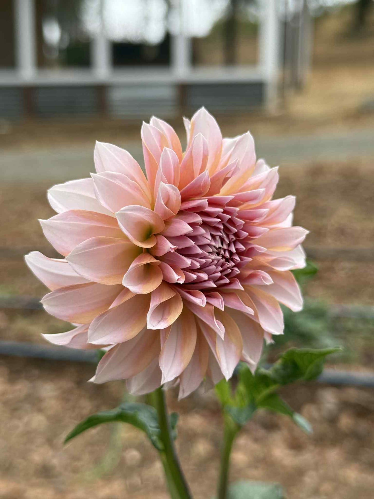 RM Whirligig Dahlia