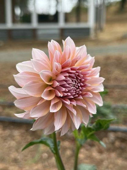 RM Whirligig Dahlia