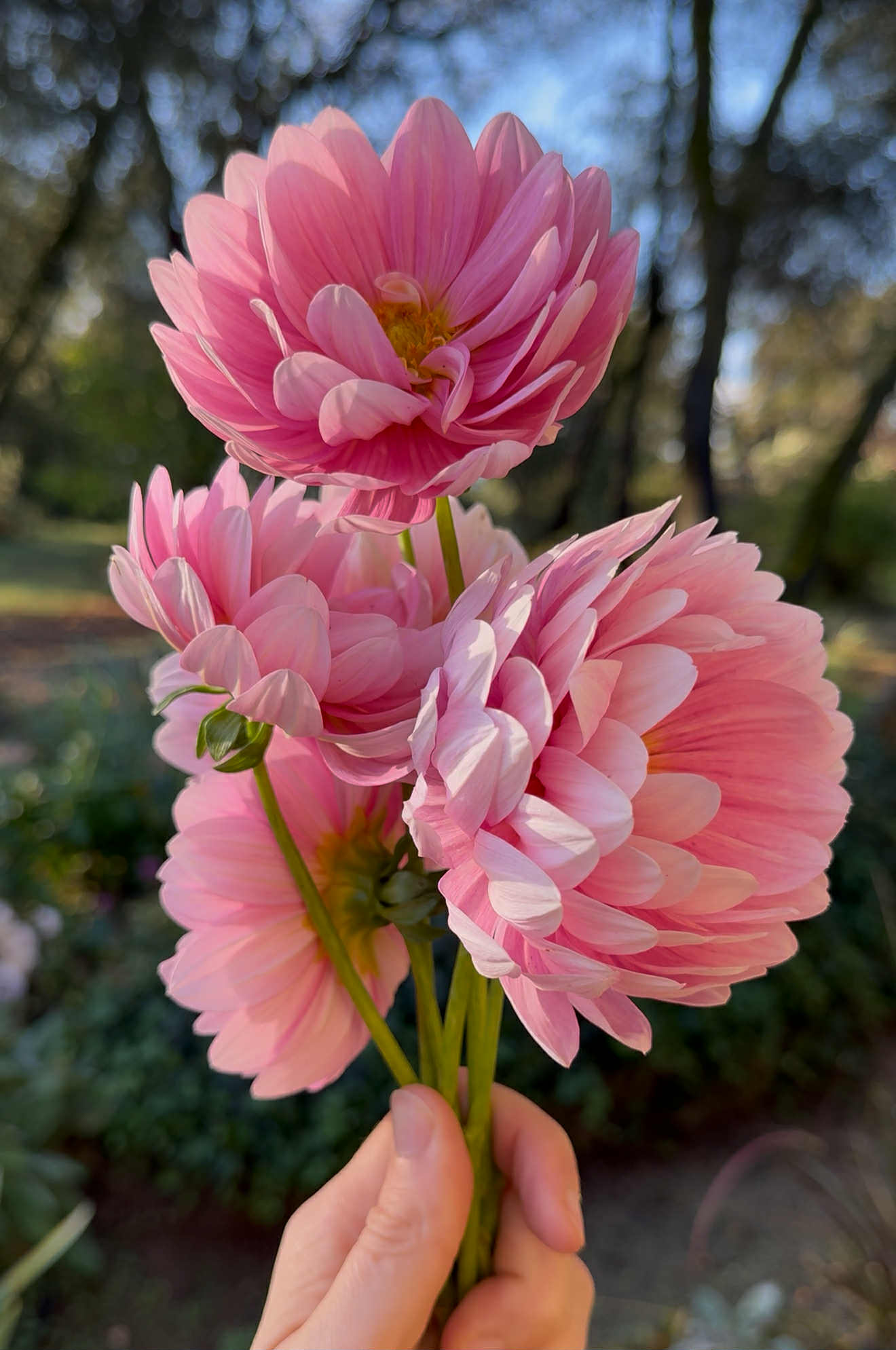 Hollyhill Pink Parfait Dahlia