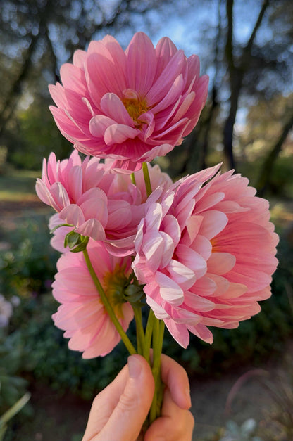 Hollyhill Pink Parfait Dahlia