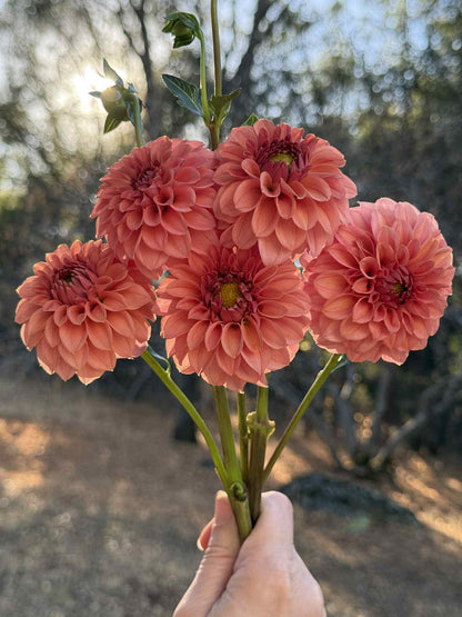 KA Keltie Rose Dahlia