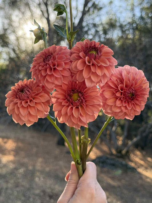 KA Keltie Rose Dahlia