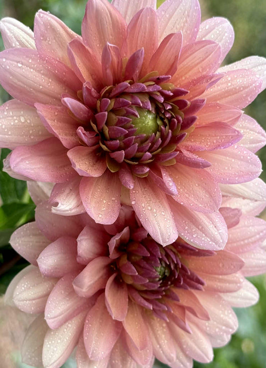 Chateau De La Bourdaisiere Dahlia