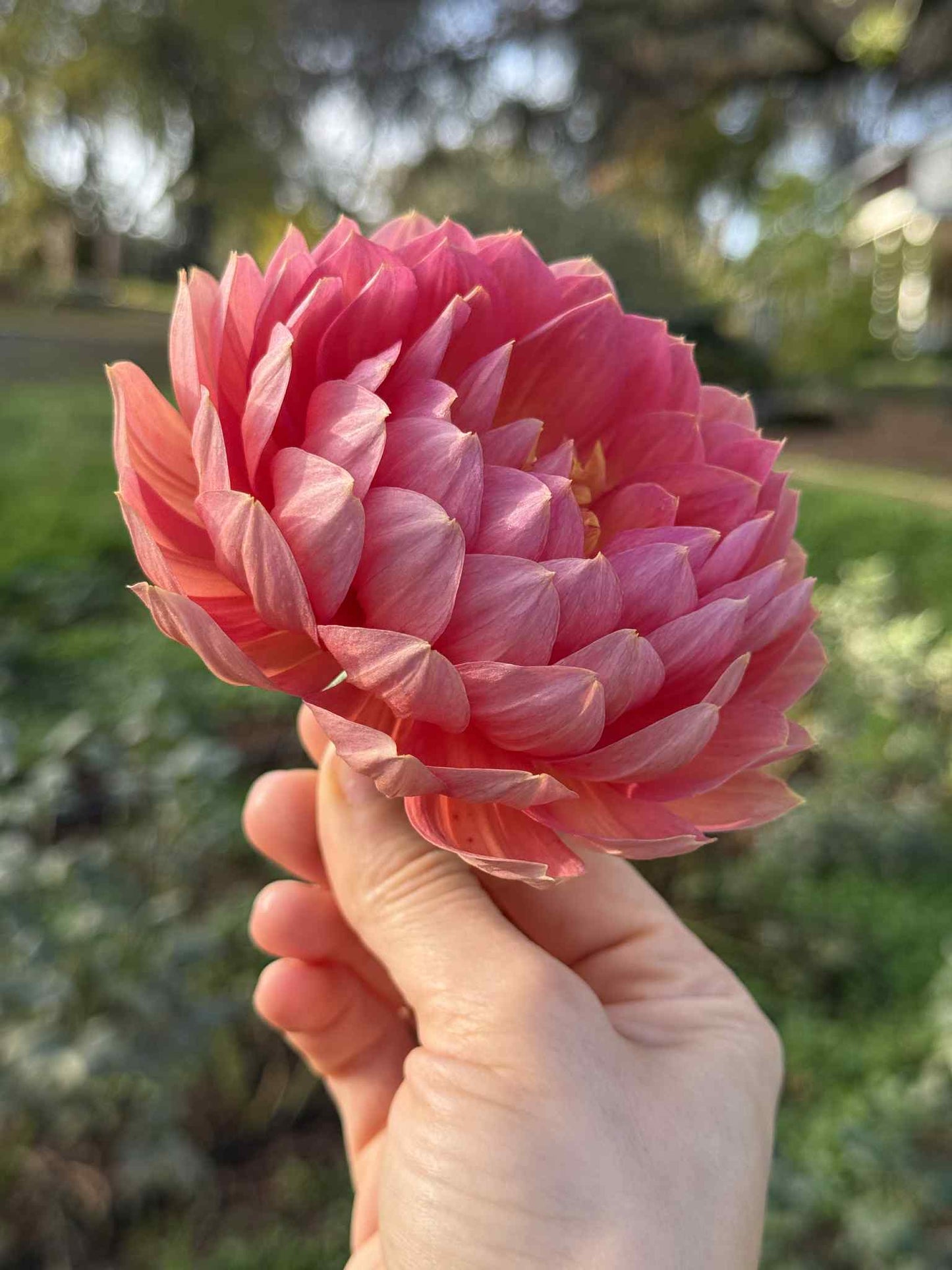 Hollyhill Daydream Dahlia